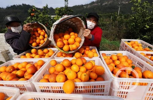 重慶特產戰(zhàn)疫① 重慶農特產品集中 觸網 ,與企業(yè)建立 一對一 保姆式服務